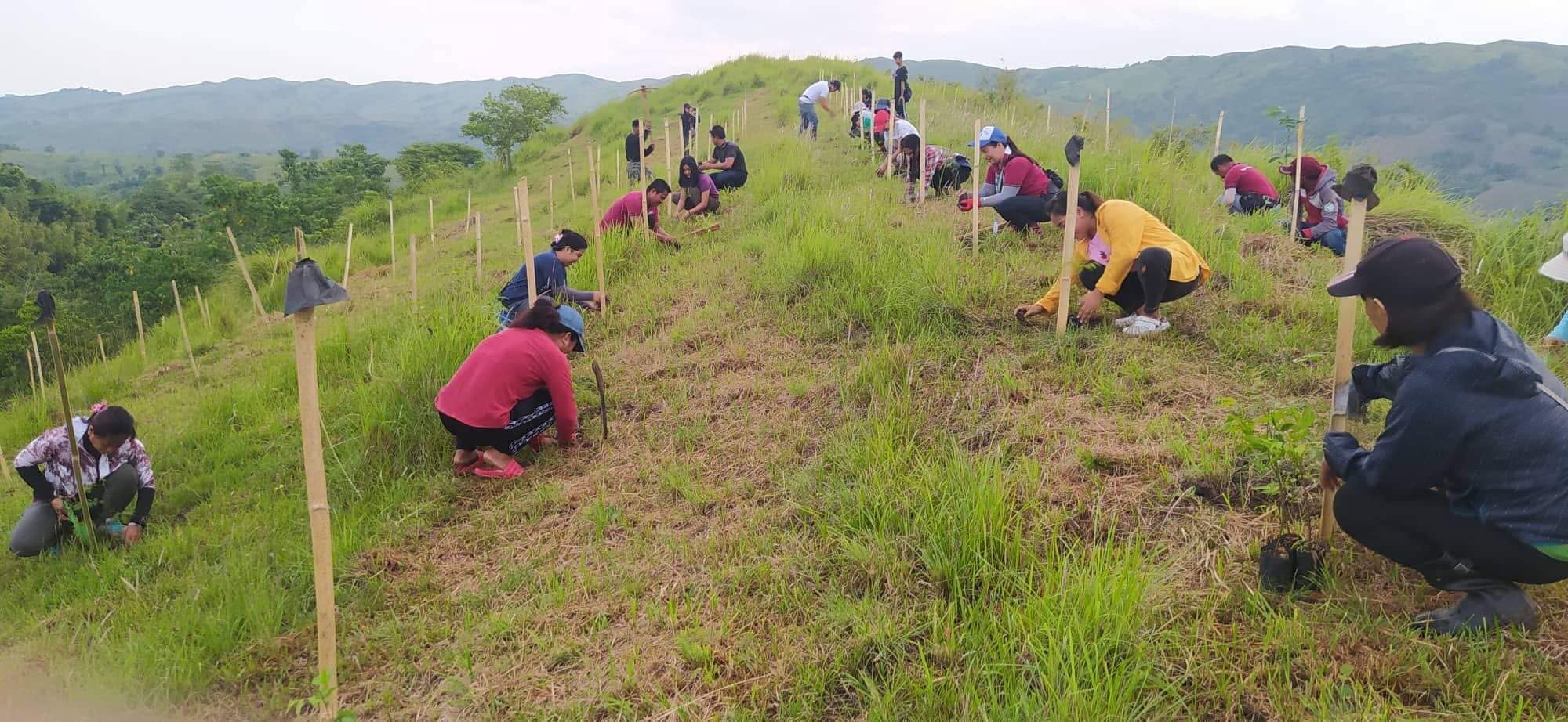 A line of volunteers planting seedlings along a grassy ridge, bamboo stakes marking each hole, hills behind