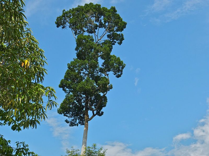 A tall Bagtikan tree (Parashorea malaanonan) against the sky