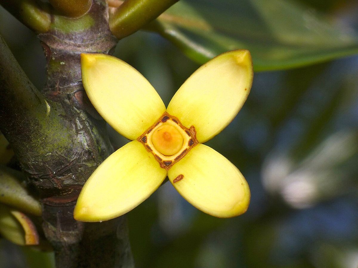 Bakawan lalake (Rhizophora apiculata) flower
