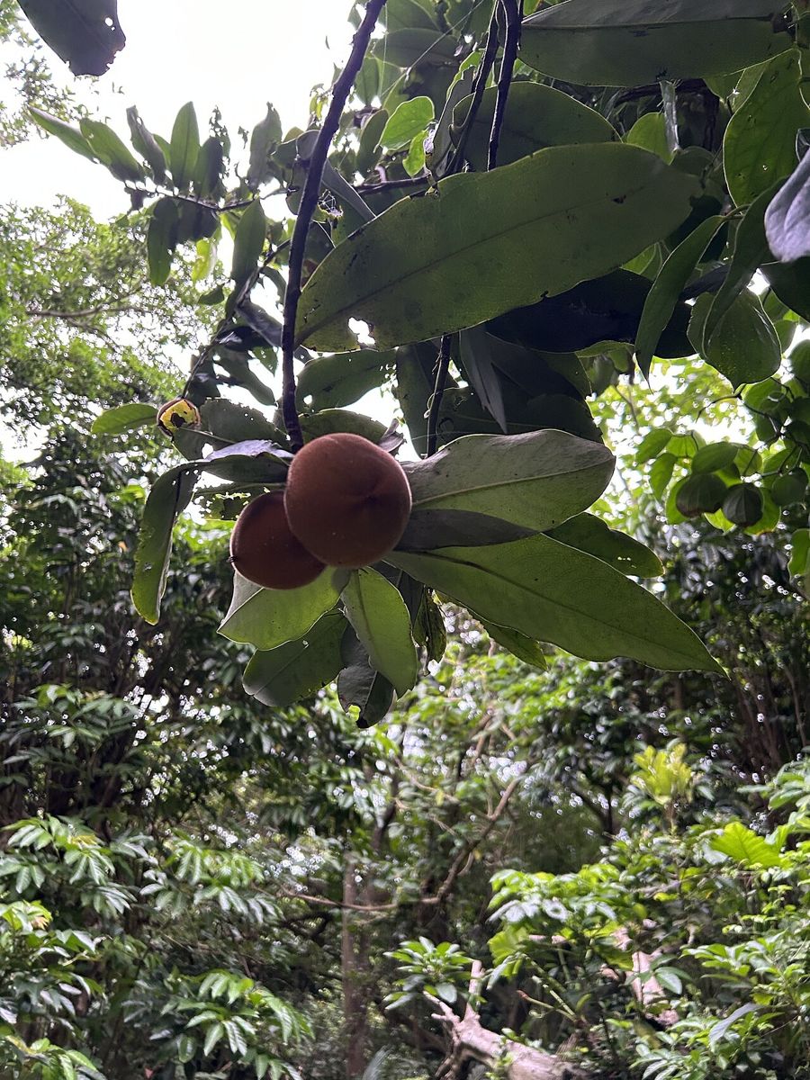 Kamagong (Diospyros blancoi) fruit on the tree