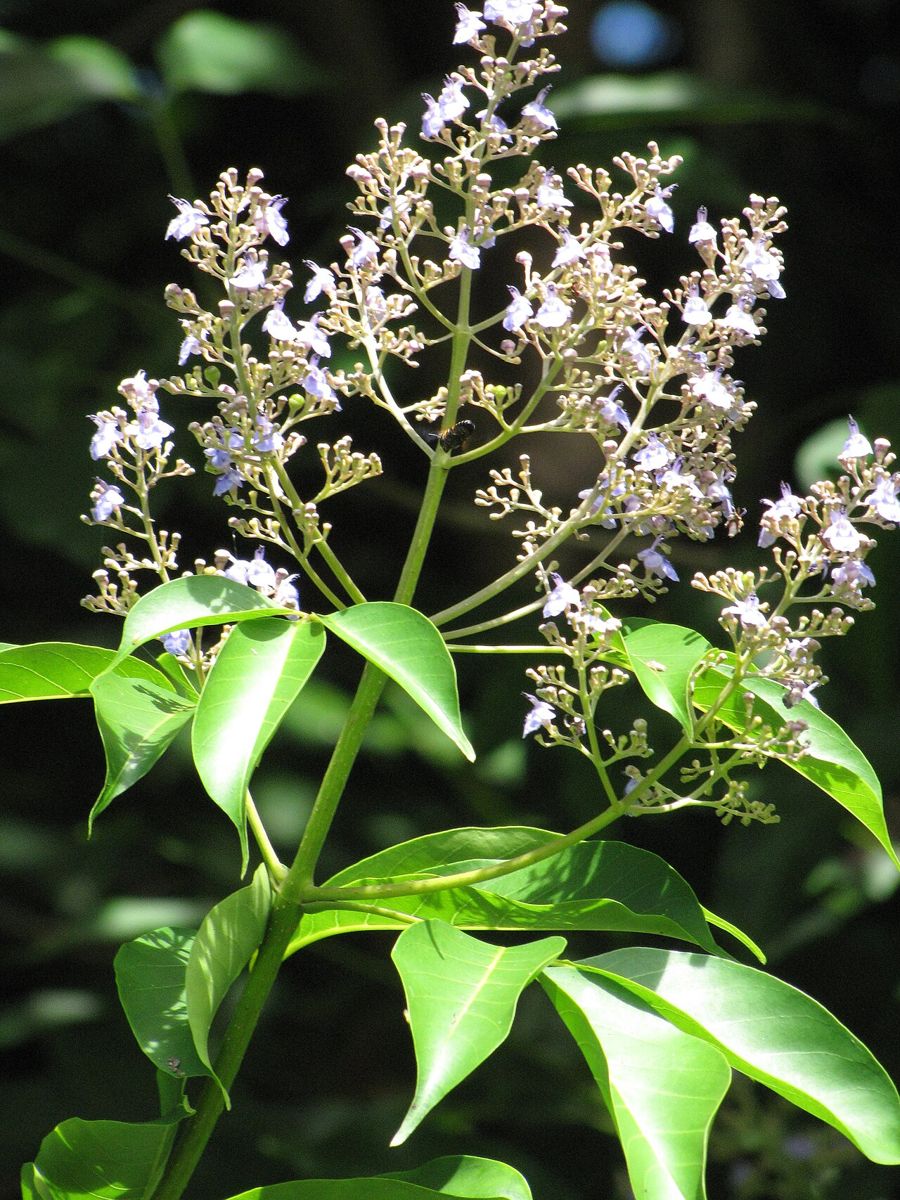 Molave (Vitex parviflora) flowers and leaves